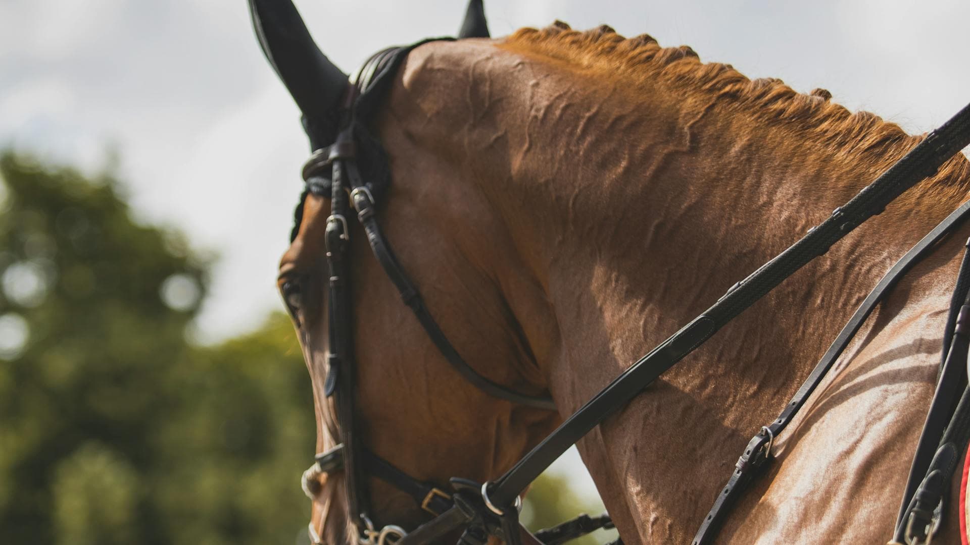 Sponsorship Opportunities at GSJ International 2026